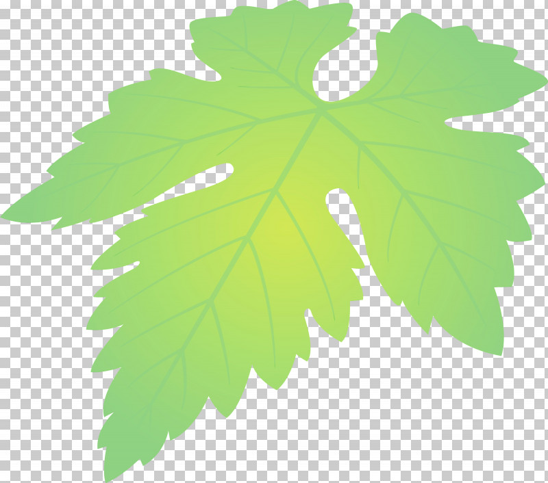 Maple Leaf PNG, Clipart, Black Maple, Flower, Grape Leaves, Grapes Leaf, Green Free PNG Download