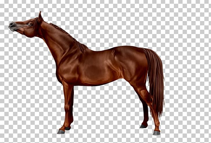 Arabian Horse Breyer Animal Creations Colt Foal Model Horse PNG, Clipart, Animal Figure, Arabian Horse, Bay, Breyer Animal Creations, Bridle Free PNG Download