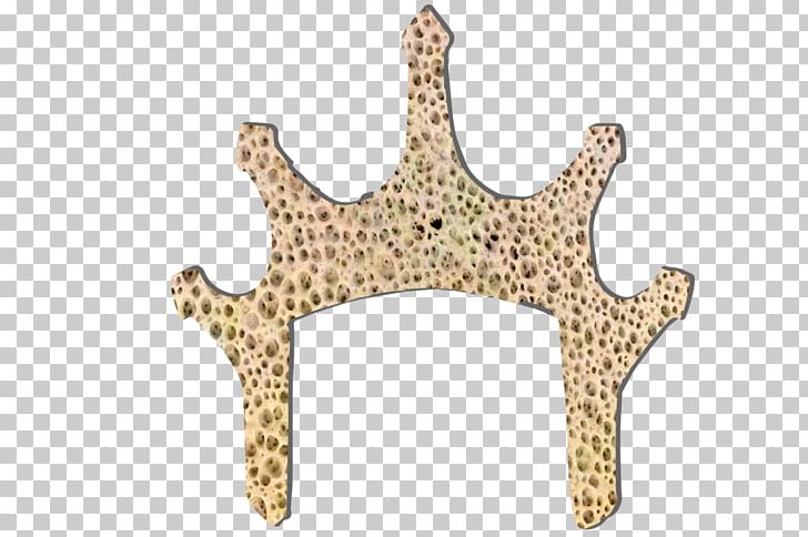 Product Design Starfish Body Jewellery PNG, Clipart, Action Toy Figures, Animal, Animal Figure, Body Jewellery, Body Jewelry Free PNG Download