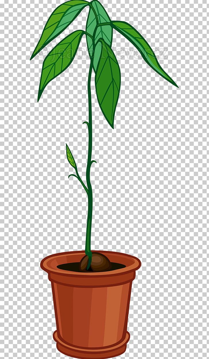 Tree Avocado Flowerpot Houseplant PNG, Clipart, Avocado, Brisk, Flower, Flowerpot, Germination Free PNG Download