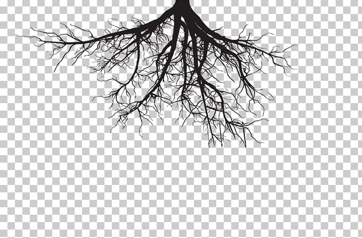Tree Pine Evergreen Root PNG, Clipart, Artwork, Black And White, Branch, Depositphotos, Drawing Free PNG Download
