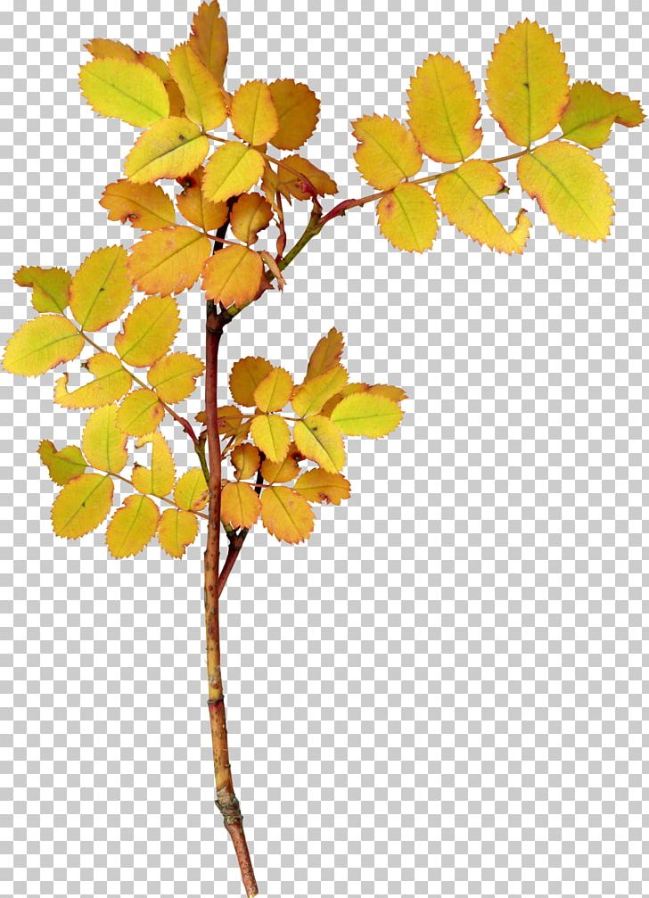 Twig Leaf Plant PNG, Clipart, Autumn, Autumn Leaf Color, Autumn Leaves, Branch, Euclidean Vector Free PNG Download