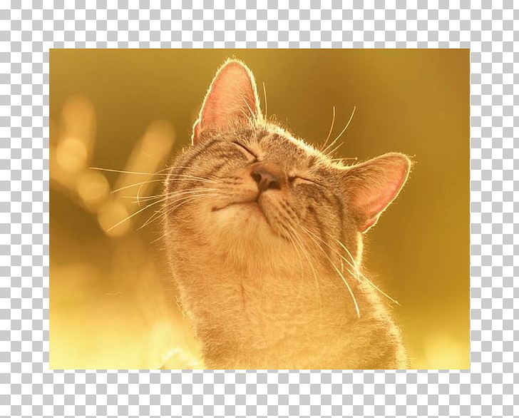 Kitten Siamese Cat Pet Quotation PNG, Clipart, Animal, Animals, Asian, Carnivoran, Cat Free PNG Download