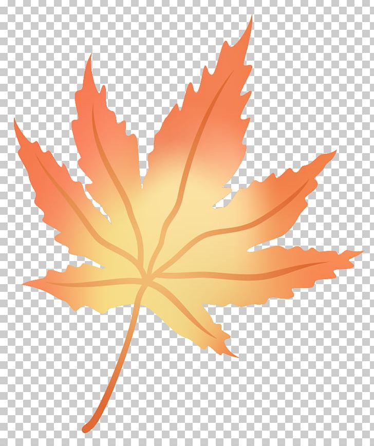 Maple Leaf Flower PNG, Clipart, Flower, Flowering Plant, Leaf, Maple, Maple Leaf Free PNG Download