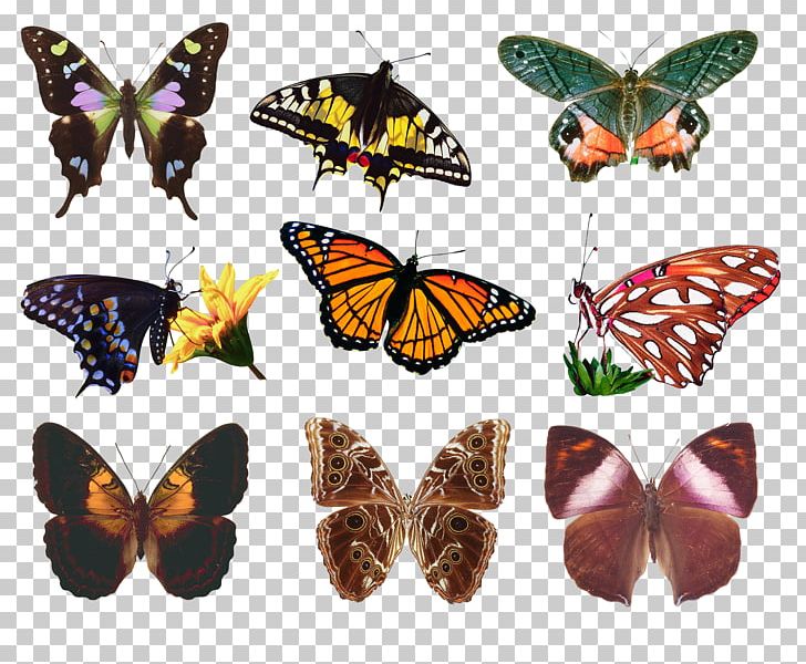 Monarch Butterfly Pieridae Moth Nymphalidae PNG, Clipart, Alpha, Alpha And Omega, Brush Footed Butterfly, Butterfly, Christianity Free PNG Download