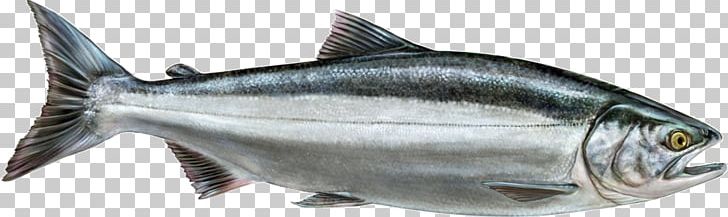 Thunnus Smoked Salmon Sardine Fish Products PNG, Clipart, Animal ...