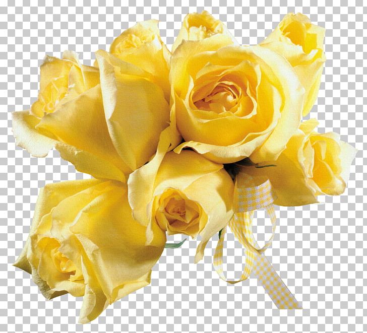 Yellow Garden Roses Photography Beach Rose PNG, Clipart, Animation, Beach Rose, Blingee, Cartoon, Color Free PNG Download