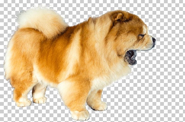Eurasier Chow Chow German Spitz Dog Breed Puppy PNG, Clipart, 12 Months, Ancient Dog Breeds, Animals, Approximately, Bleed Free PNG Download