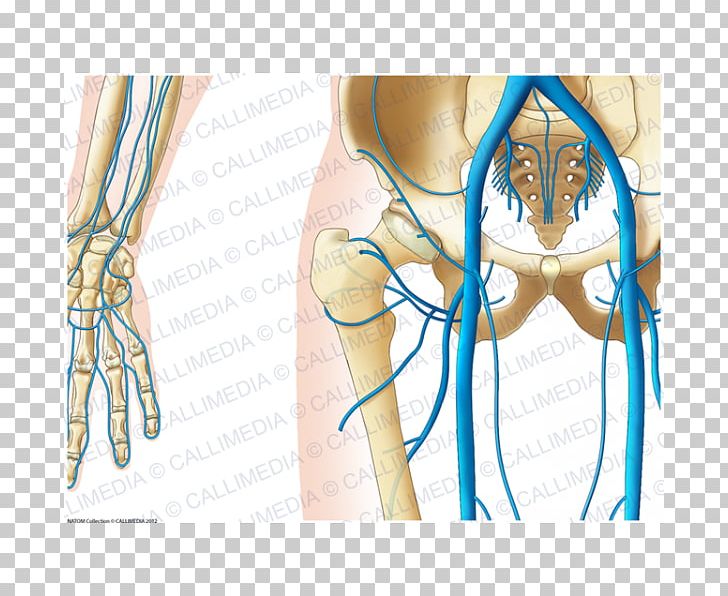 Finger Hip Pelvis Vein Anatomy PNG, Clipart, Abdomen, Anatomy, Arm, Blood Vessel, Chest Free PNG Download