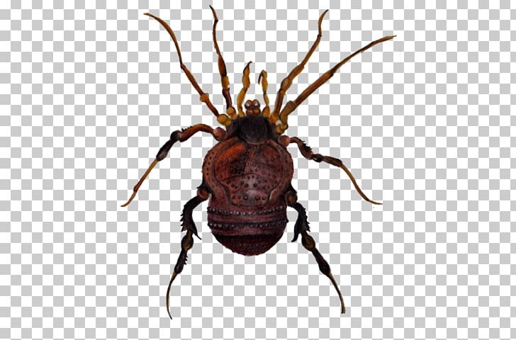 Insect Wolf Spider Pest Scarab PNG, Clipart, Animals, Arthropod, Ilustration, Insect, Invertebrate Free PNG Download