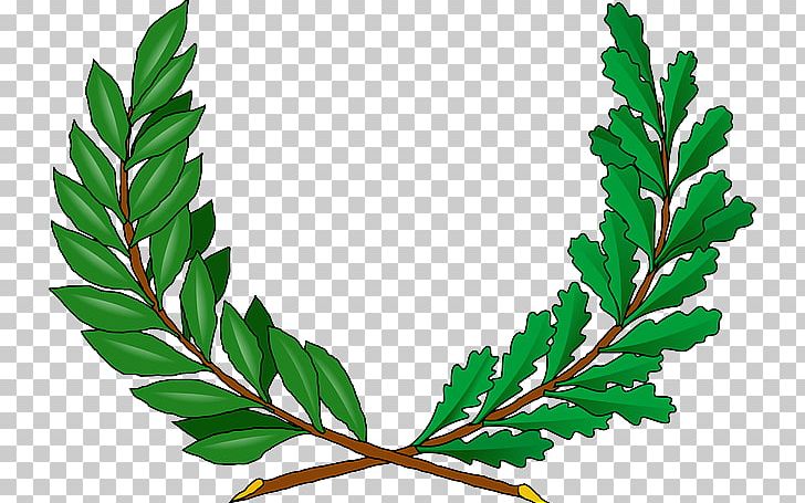 Open Graphics Vine Drawing PNG, Clipart, Branch, Download, Drawing, Flowering Plant, Food Free PNG Download