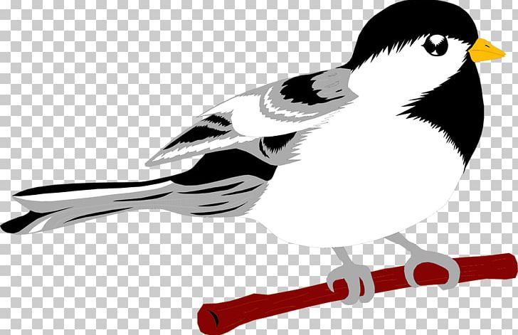 Bird Gulls Chinese Hwamei PNG, Clipart, Animal, Beak, Bird, Bird Migration, Cartoon Free PNG Download