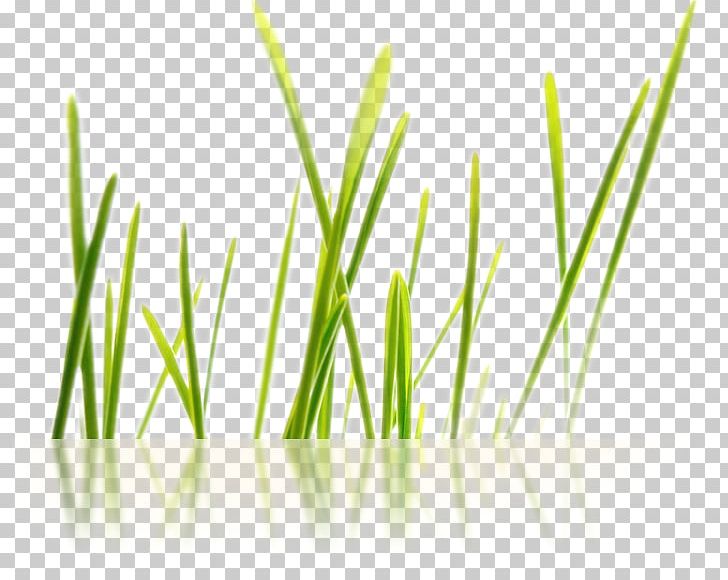 BuurVrouwen Boxtelse Buren Vetiver Wheatgrass Commodity PNG, Clipart,  Free PNG Download