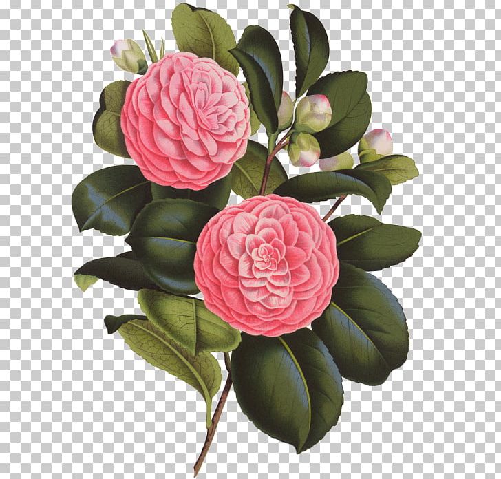 Japanese Camellia Photography Flower PNG, Clipart, Artificial Flower, Banco De Imagens, Camellia, Cut Flowers, Flower Free PNG Download