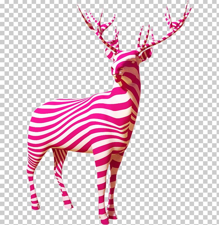 Reindeer Sika Deer PNG, Clipart, Animal, Animals, Christmas Deer, Color, Color Deer Free PNG Download