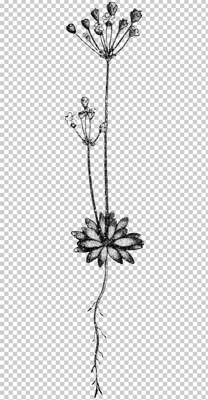 Twig Leaf Succulent Plant Plant Stem PNG, Clipart, Arabian Jasmine Flower, Art, Black And White, Botany, Branch Free PNG Download