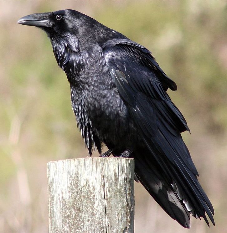 American Crow Common Raven Bird The Raven Passerine PNG, Clipart, American Crow, Animal, Animals, Beak, Bird Free PNG Download
