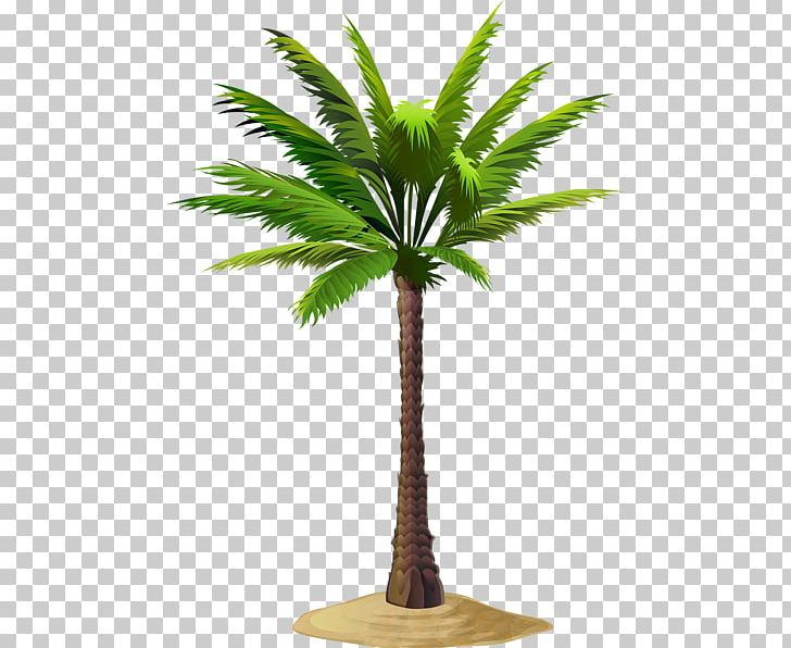 Asian Palmyra Palm Date Palm Coconut Babassu PNG, Clipart, Arecales, Asian Palmyra Palm, Attalea Speciosa, Borassus, Borassus Flabellifer Free PNG Download
