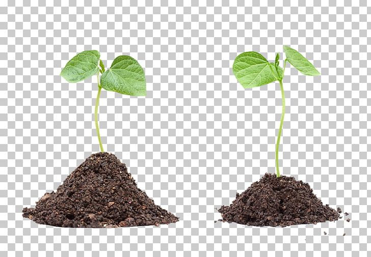 Getty S Stock Photography Seed PNG, Clipart, Download, Flowerpot, Getty Images, News, Others Free PNG Download