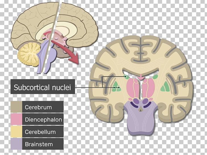 Human Brain Cerebrum Cerebral Cortex Anatomy PNG, Clipart, Anatomy, Brain, Brainstem, Cerebral Cortex, Cerebrum Free PNG Download