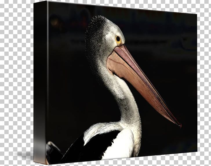 Pelican Products Beak PNG, Clipart, Beak, Bird, Fauna, Miscellaneous, Others Free PNG Download