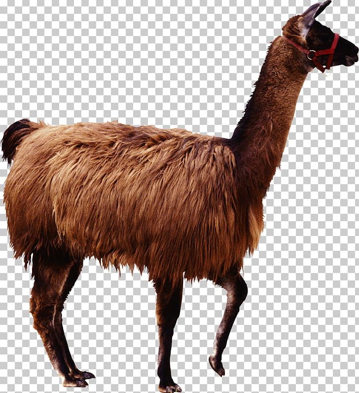 Alpaca Llama Guanaco Camel PNG, Clipart, Alpaca, Animal, Animals, Brown,  Camel Free PNG Download