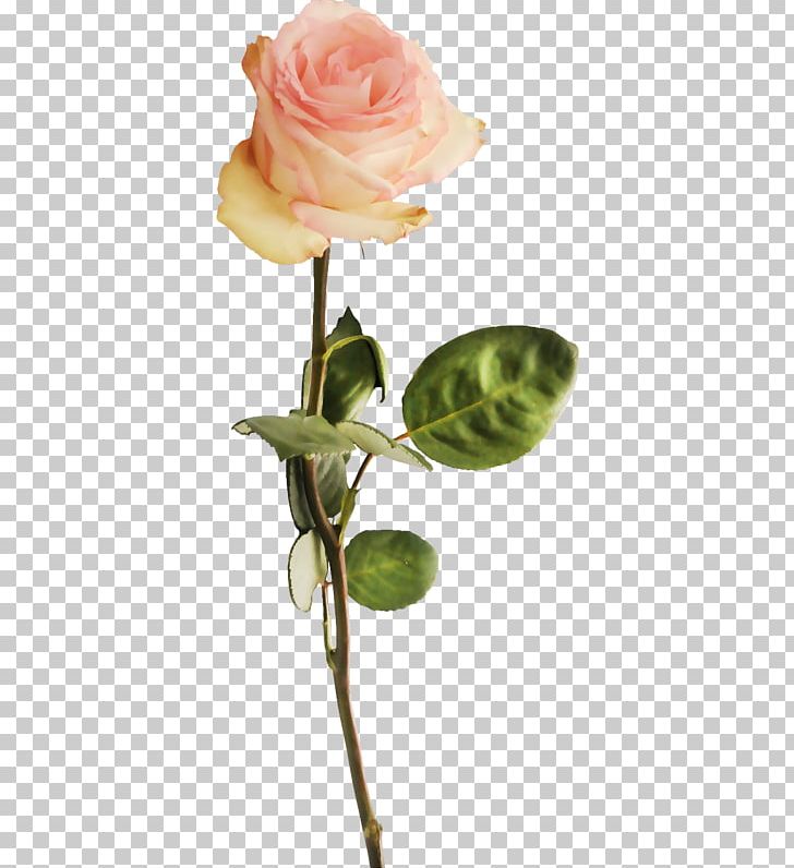 Garden Roses Beach Rose Pink Flower Bud PNG, Clipart, Bud, Cut Flowers, Decoration, Flora, Floral Design Free PNG Download