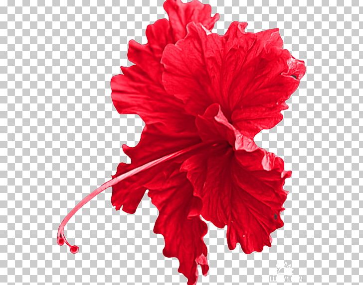 Shoeblackplant Cut Flowers Portable Network Graphics Red PNG, Clipart, Accessories, Carnation, China Rose, Common Hibiscus, Cut Flowers Free PNG Download