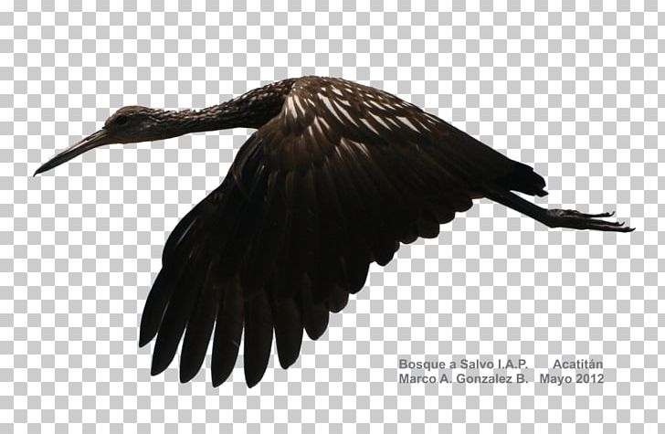 Vulture Water Bird Crane Beak PNG, Clipart, Animals, Beak, Bird, Bird Of Prey, Crane Free PNG Download