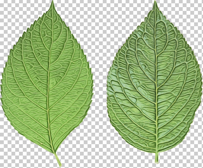 Leaf Drawing Texture PNG, Clipart, Drawing, Leaf, Paint, Texture, Watercolor Free PNG Download