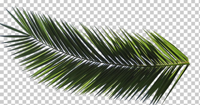 Palm Tree PNG, Clipart, Arecales, Branch, Elaeis, Fir, Grass Free PNG Download