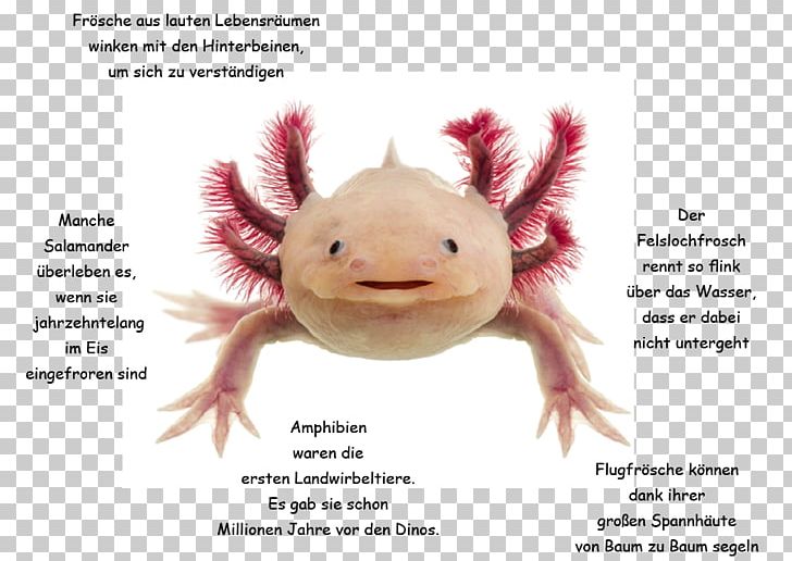 Axolotl Pet Stock Photography PNG, Clipart, Amphibian, Axolotl, Fire Salamander, Fotolia, Hylidae Free PNG Download