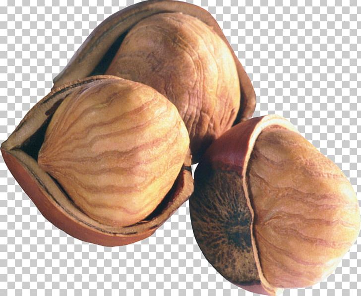 Chestnut Peanut Hazelnut Nuts PNG, Clipart, Acorn, Almond, Brazil Nut, Cashew, Chestnut Free PNG Download