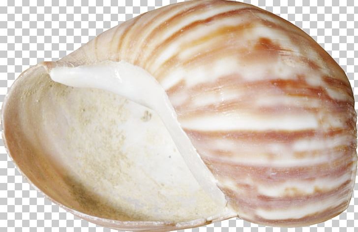 Seashell Conchology Clam PNG, Clipart, Baltic Clam, Barnacle, Beach, Beach Elements, Cartoon Conch Free PNG Download