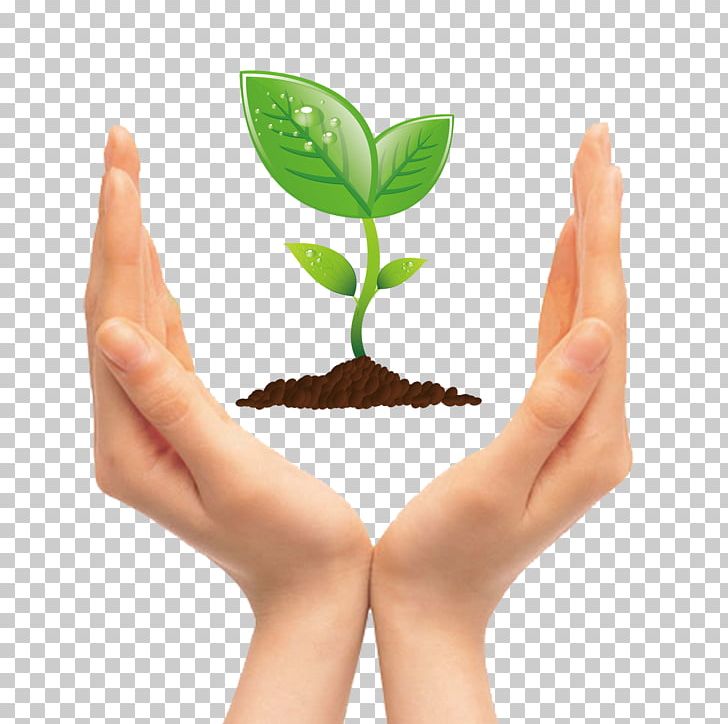 Tree Seedling PNG, Clipart, Alternative Medicine, Background Green, Branch, Encapsulated Postscript, Finger Free PNG Download