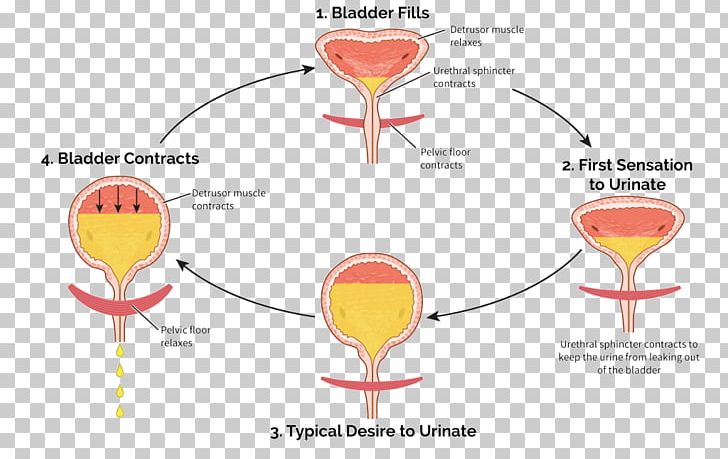 Urination Urinary Bladder Overactive Bladder Urinary Incontinence Urine PNG, Clipart, Angle, Area, Bladder, Cause, Detrusor Urinae Muscle Free PNG Download