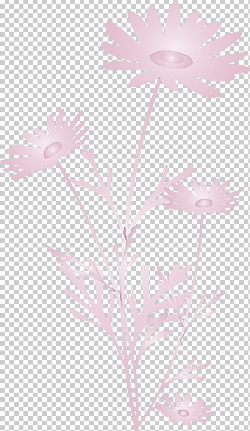 Marguerite Flower Spring Flower PNG, Clipart, African Daisy, Aster, Camomile, Chamomile, Daisy Free PNG Download