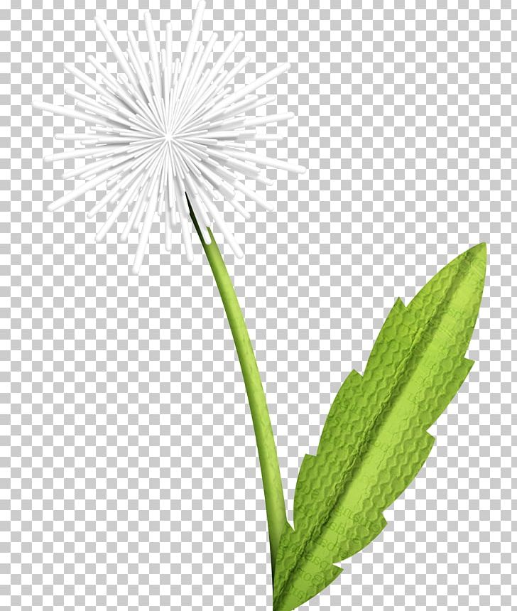 Common Dandelion Green PNG, Clipart, Cartoon, Common Dandelion, Dandelion, Decoration, Flora Free PNG Download