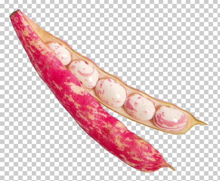 Cranberry Bean PNG, Clipart, Bean, Beans, Cranberry Bean, Download, Jaw Free PNG Download