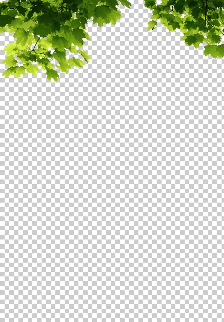Portable Network Graphics Leaf Tree Branch PNG, Clipart, Branch, Effect, Grass, Green, Leaf Free PNG Download