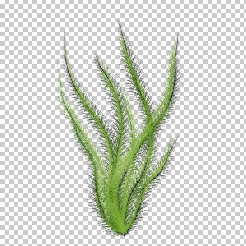 Leaf Plant Grass Terrestrial Plant Grass Family PNG, Clipart, Clubmoss, Flower, Grass, Grass Family, Leaf Free PNG Download