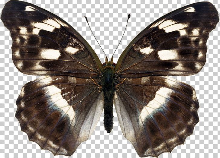 Brush-footed Butterflies Butterfly Pieridae Gossamer-winged Butterflies Moth PNG, Clipart, Antenna, Brush Footed Butterfly, Insects, Lycaenid, Moth Free PNG Download