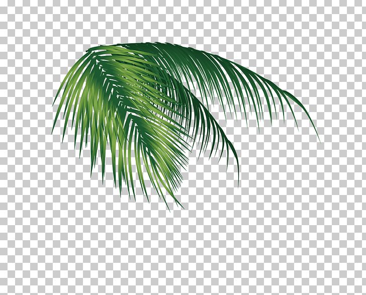 Coconut Leaf PNG, Clipart, Arecales, Autumn Leaves, Banana Leaves, Computer  Wallpaper, Download Free PNG Download