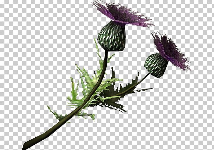 Milk Thistle The Elder Scrolls V: Skyrim Cirsium Vulgare PNG, Clipart, Branch, Burdock, Cirsium Vulgare, Elder Scrolls, Elder Scrolls V Skyrim Free PNG Download