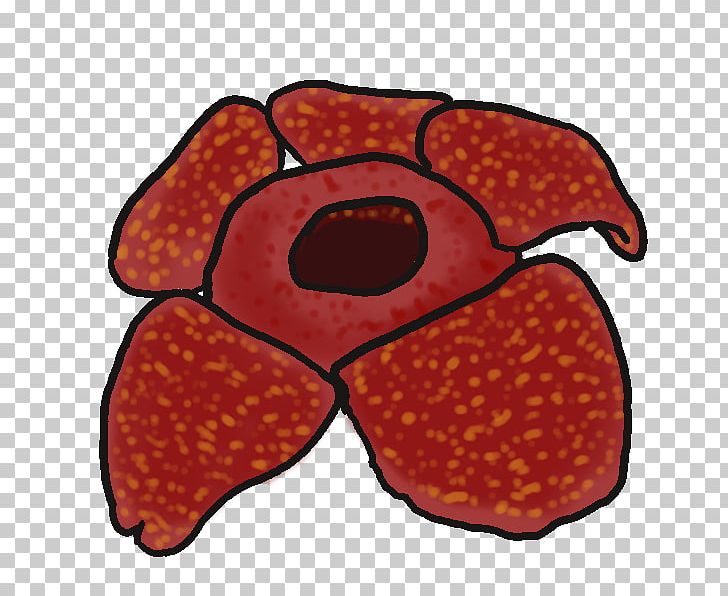 Rafflesia Arnoldii Drawing Rafflesia Cantleyi PNG, Clipart, Clip Art, Drawing, Emit, Flower, Food Free PNG Download