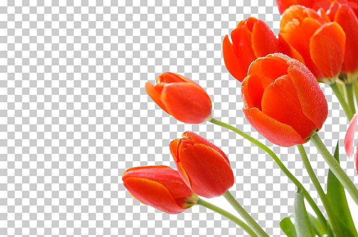 Tulip Cut Flowers PNG, Clipart, Closeup, Cut Flowers, Download, Flower, Flowering Plant Free PNG Download