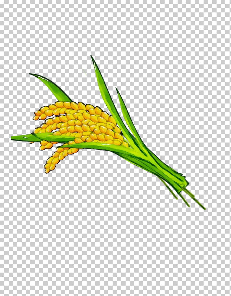 Plant Stem Commodity Flower Grain Plant PNG, Clipart, Biology, Commodity, Flower, Grain, Paint Free PNG Download