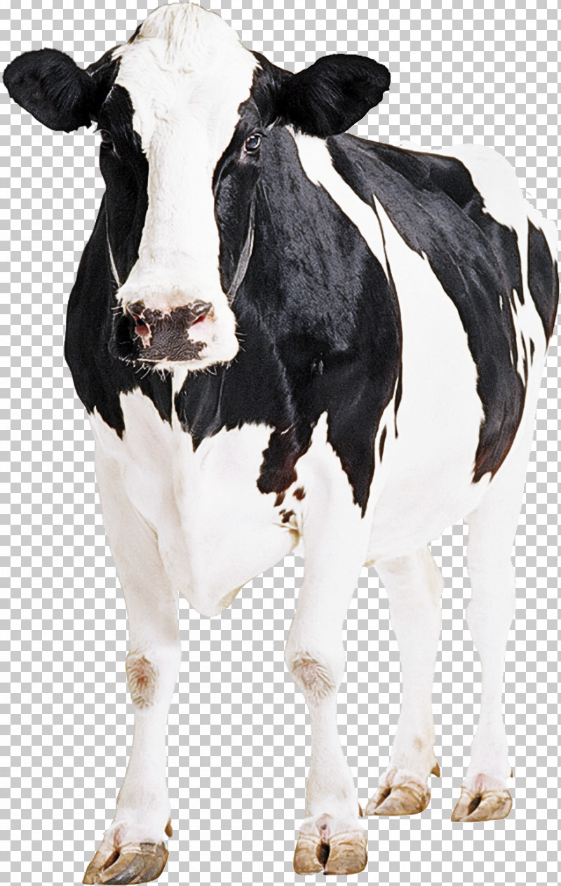 Holstein Friesian Cattle Goat Calf Weighing Scale Dairy Cattle PNG, Clipart, Beef Cattle, Calf, Cattle Chute, Dairy Cattle, Goat Free PNG Download