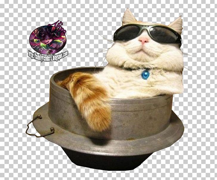 Cat Sunglasses Kitten Felidae PNG, Clipart, Animal, Animals, Box, Cat, Cat Bed Free PNG Download