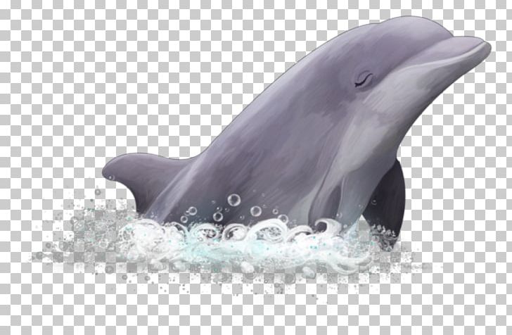 Common Bottlenose Dolphin Short-beaked Common Dolphin Wholphin White-beaked Dolphin Rough-toothed Dolphin PNG, Clipart, Animals, Barre, Bottlenose Dolphin, Cheval, Mammal Free PNG Download